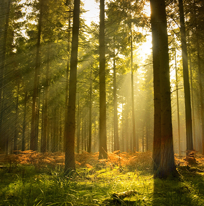Compare to aroma FOREST OF FIR by AFI ®
