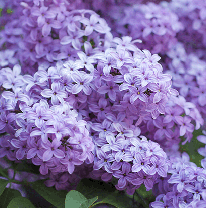 Compare to aroma LILAC by AFI ®