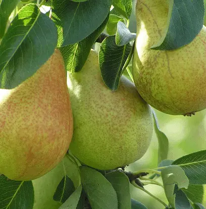 Compare to aroma PEAR by AFI ® F20226