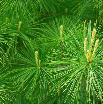Compare to aroma PINE NEEDLES by AFI ® F20229
