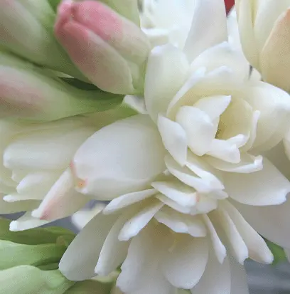 Compare to aroma VELVET TUBEROSE by BBW ® F20296