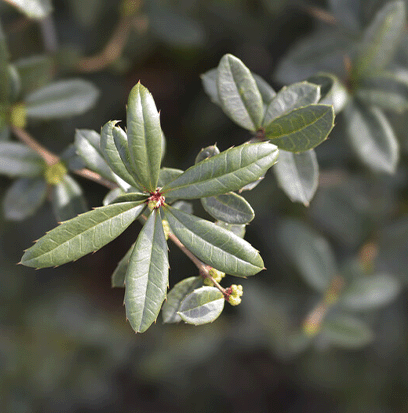 WINTERGREEN