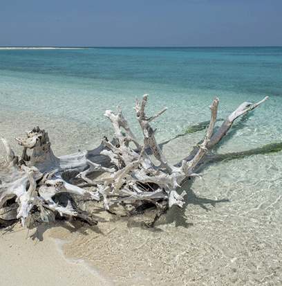 Compare to aroma CARIBBEAN TEAKWOOD by AFI ®