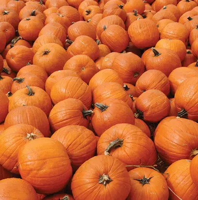Compare to aroma MAPLE PUMPKIN by AFI ® F20513