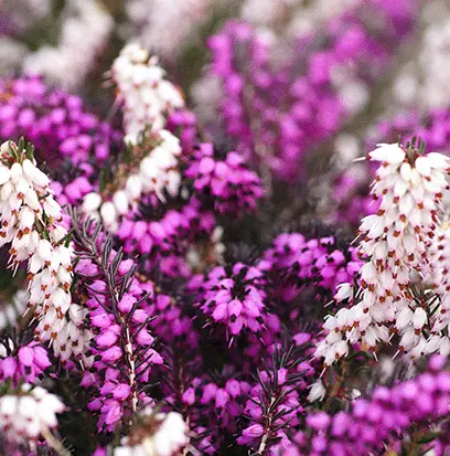 Compare to aroma COUNTRY HEATHER by Yankee ® F20531