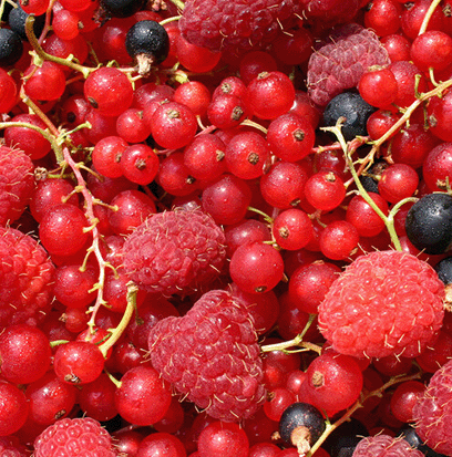 Compare To CRANBERRY WOODS by BBW ®