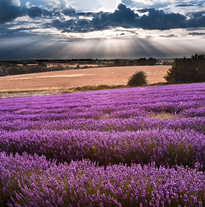 Compare to aroma BOIS DU PORTUGAL (M) by Creed ®