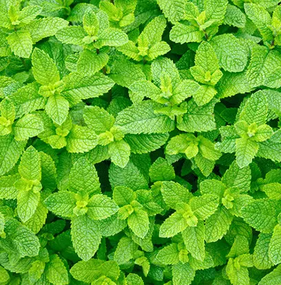 Compare to aroma SPEARMINT by AFI ® F20556