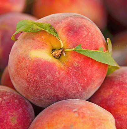 FRESH PEACH