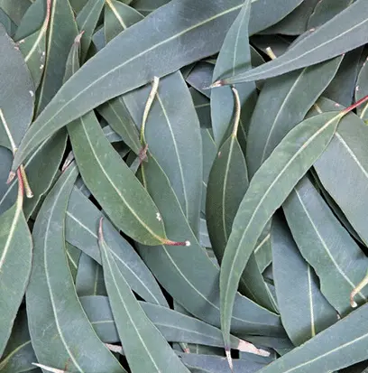 Compare to aroma EUCALYPTUS by AFI ® F20594