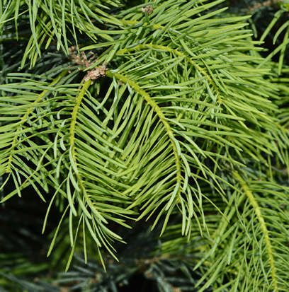 Compare to aroma BALSAM FIR by AFI ®
