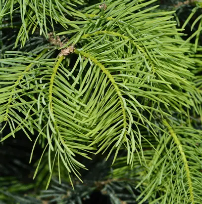 Compare to aroma BALSAM FIR by AFI ® F20605