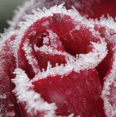 RED WINTER ROSE
