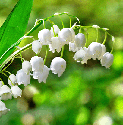 Compare to aroma LILY OF THE VALLEY by AFI ®