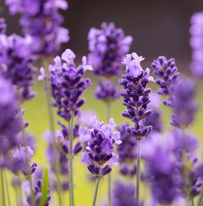 LAVENDER OIL 40/42