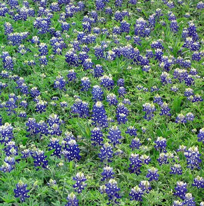 Compare to aroma BLUEBONNET by AFI ® F20853
