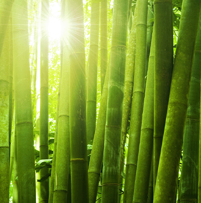 Compare to aroma BAMBOO GARDEN by AFI ®
