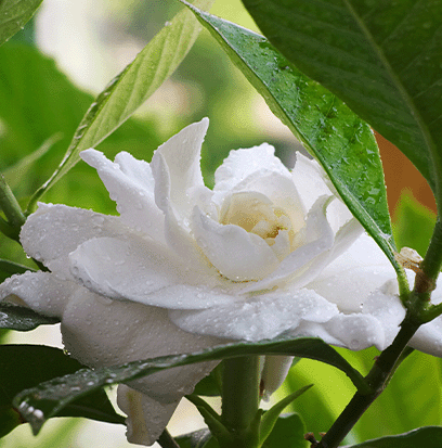 Compare to aroma GARDENIA by AFI ®