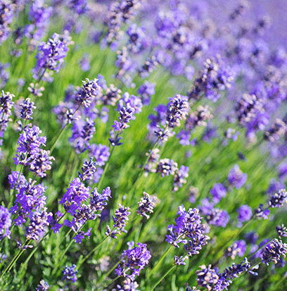 LAVENDER by AFI TOPSCENT ®