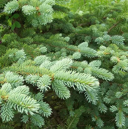 Compare to aroma PINE by AFI ® F21149