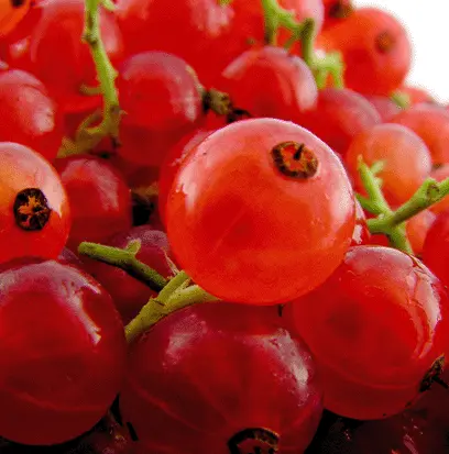 Compare to aroma RED CURRANT by AFI ® F21169
