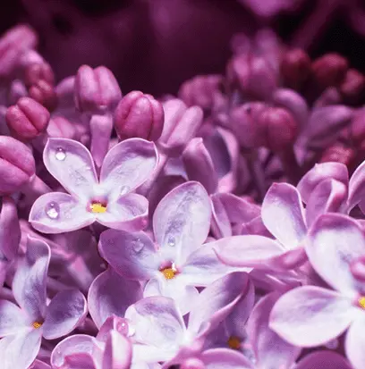 Compare to aroma LILAC FLOWERS by AFI ® F21425