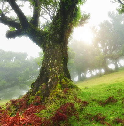 Compare to aroma CEDARWOOD & AMBER ® by AFI