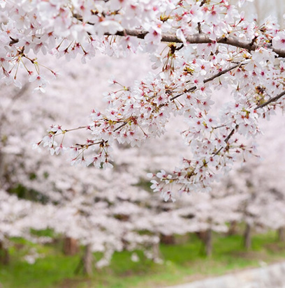 Compare To JAPANESE CHERRY BLOSSOM by BBW ®