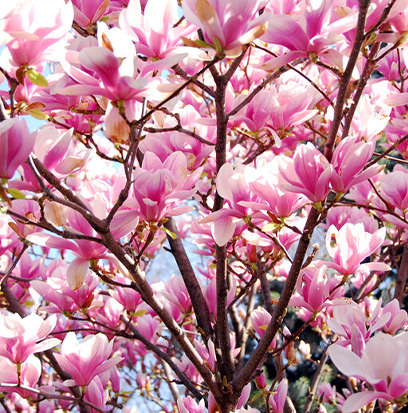Compare to aroma MAGNOLIA by AFI ®
