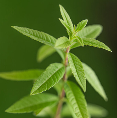 Compare to aroma LEMON VERBENA by AFI ®