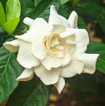 Compare to aroma GARDENIA TUBEROSE by AFI ®