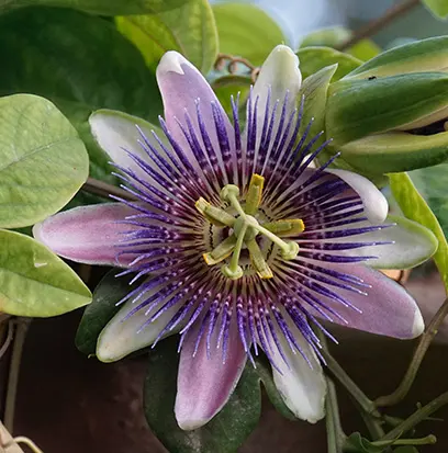 Compare to aroma PASSION FLOWER by AFI ® F22647