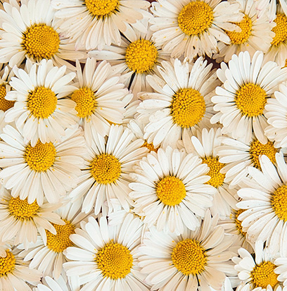 Compare To DAISY DREAMGIRL by BBW ®
