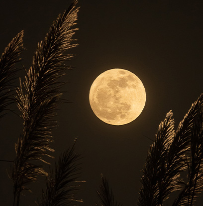 Compare to aroma MOONLIGHT PATH by BBW ®