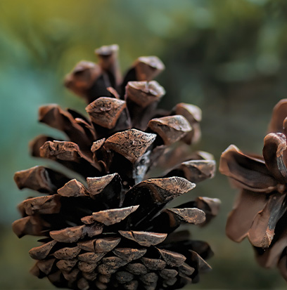 ROASTED PINE CONE