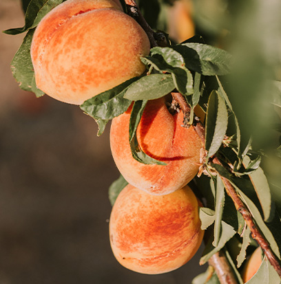 PEACH MAGNOLIA RASPBERRY