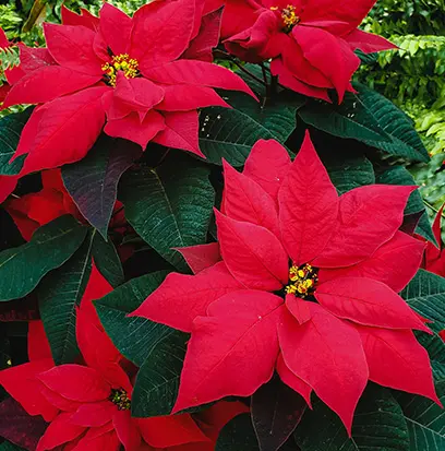 Compare to aroma POINSETTIA by AFI ® F23996