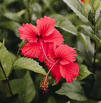 Compare to aroma MAUI HIBISCUS BEACH by BBW ® F24004