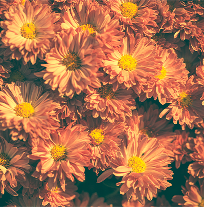 Compare to aroma AUTUMN MUMS By BBW ® F24084