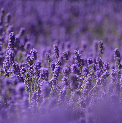 Compare to aroma FRENCH LAVENDER & HONEY by BBW ®