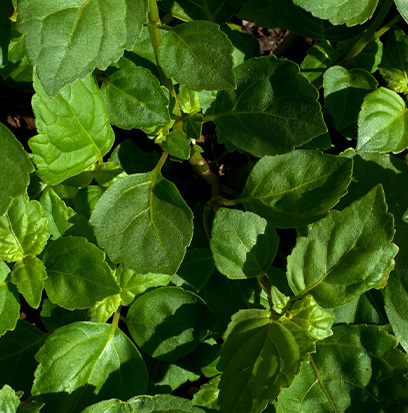 Compare to aroma PATCHOULI by AFI ®