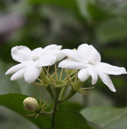Compare to aroma SAIJO PERSIMMON by Voluspa ®