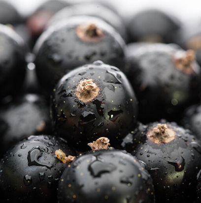 Compare to aroma BLACK CURRANT VANILLA/SENSUAL by BBW ®