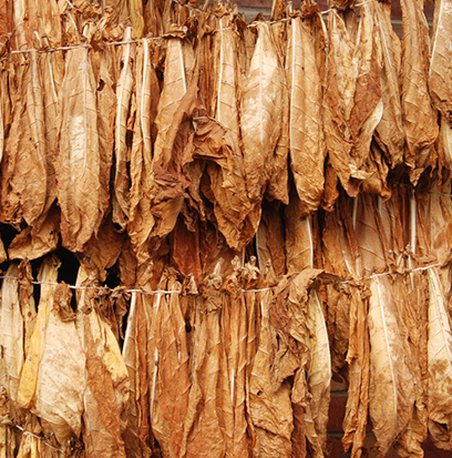 Compare to aroma CUBAN TOBACCO by Alghabra ®