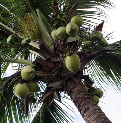 Compare to aroma CARIBBEAN COCONUT by Crafter's Choice ®