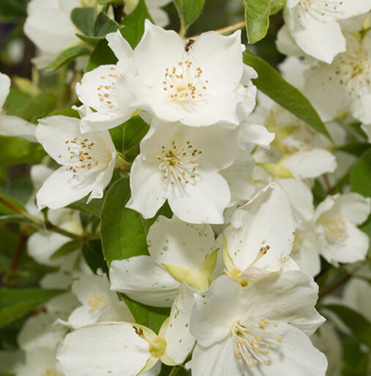 Compare to aroma JASMINE by Crafter's Choice ®