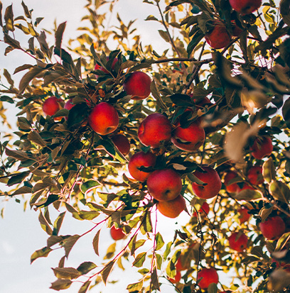Compare to aroma APPLEWOOD ®