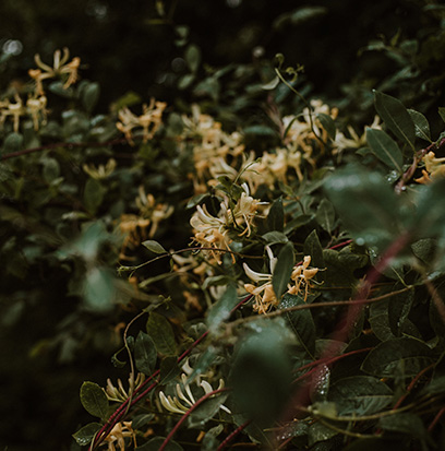 Compare To HONEYSUCKLE & JASMINE by Jo Malone ®
