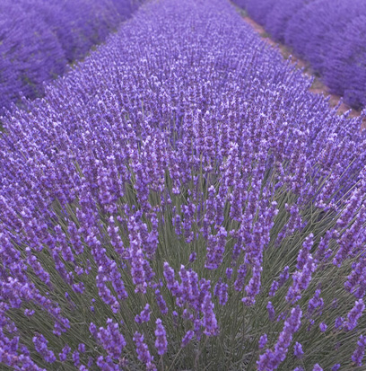 Compare to aroma SPANISH LAVENDER by AFI ®