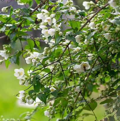 Fragrance
